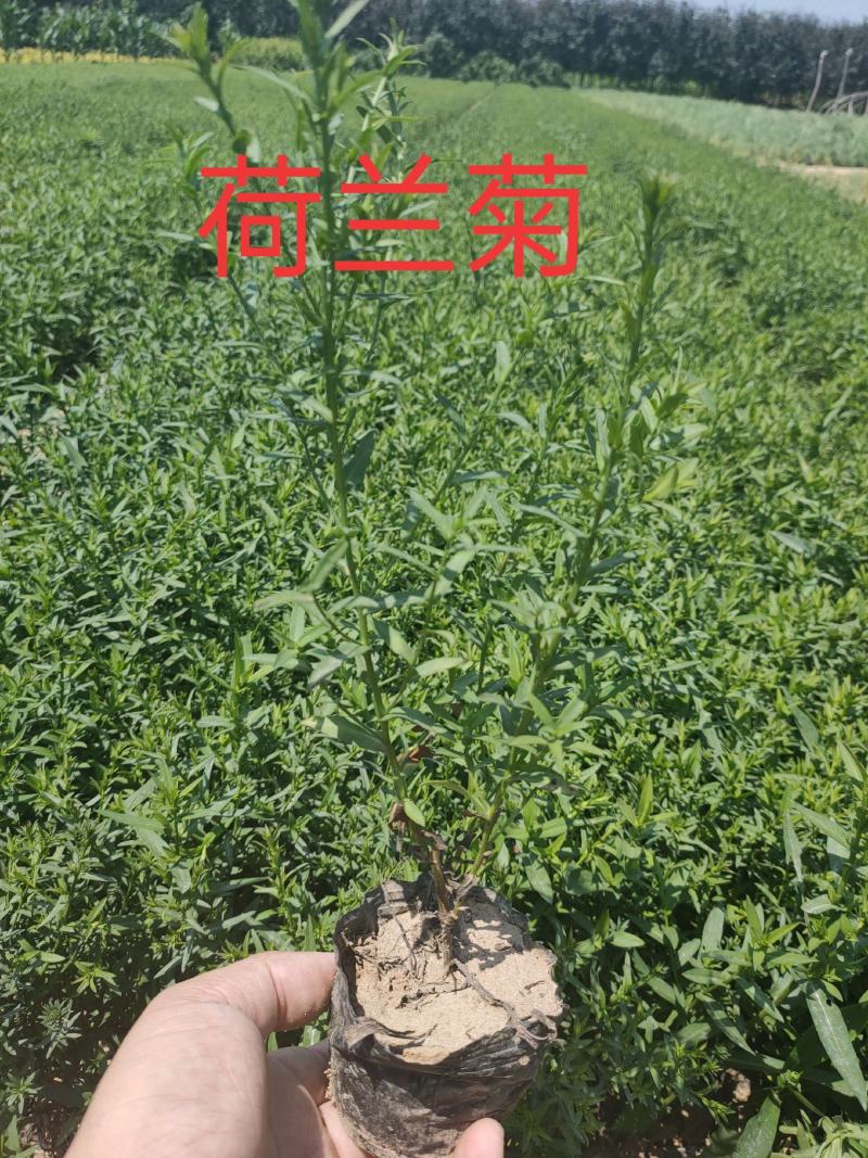 大量现货出售地栽荷兰菊营养杯荷兰菊