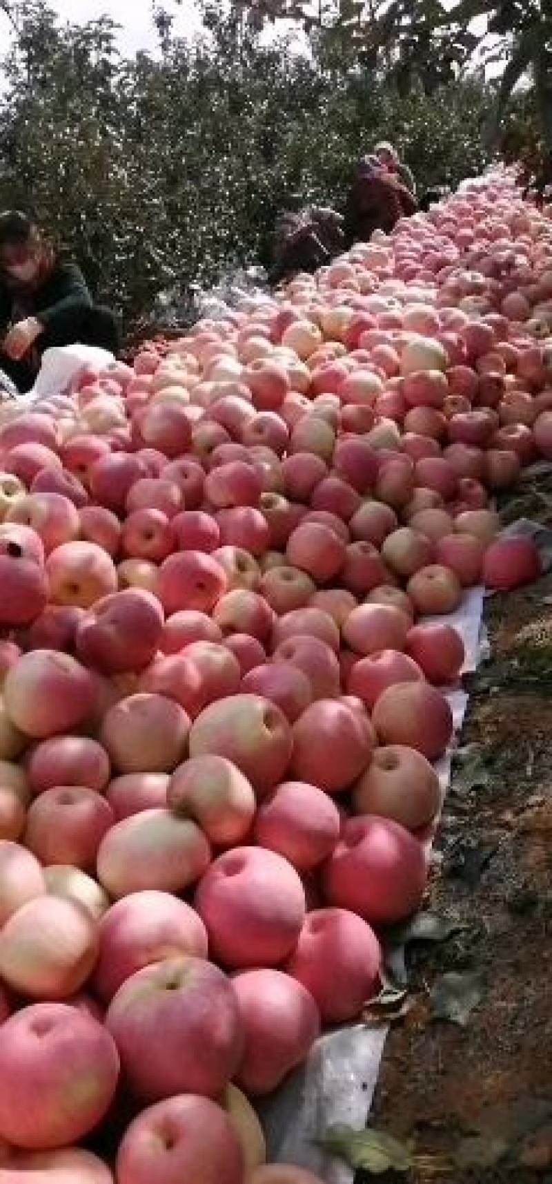 寒富爆伤大量现货价格美丽速来抢购吧价格美丽