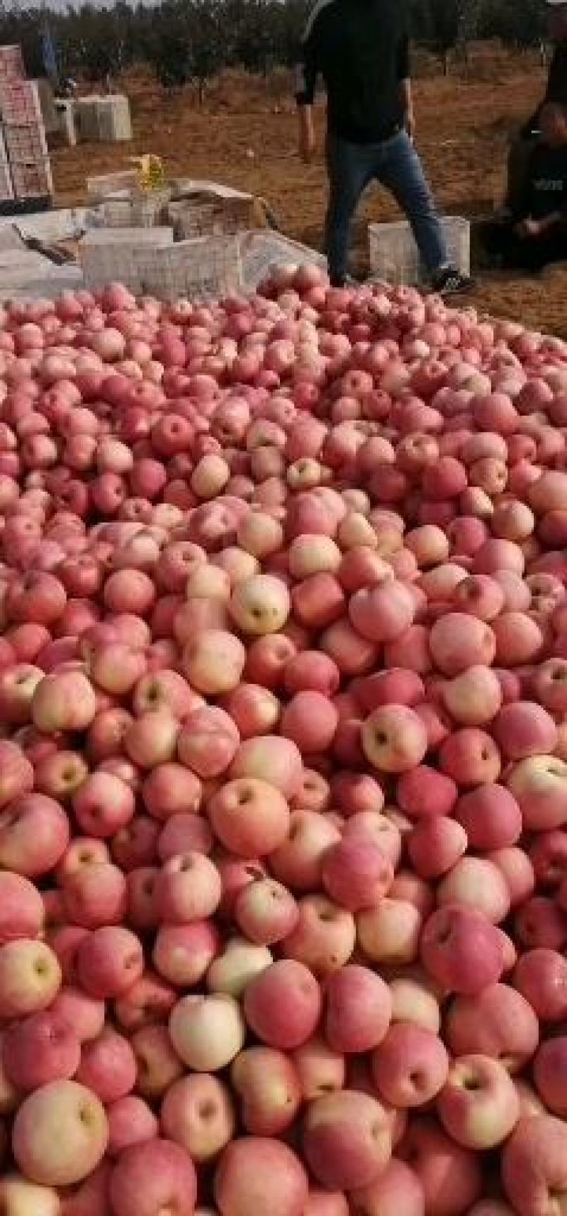 寒富爆伤大量现货价格美丽速来抢购吧价格美丽