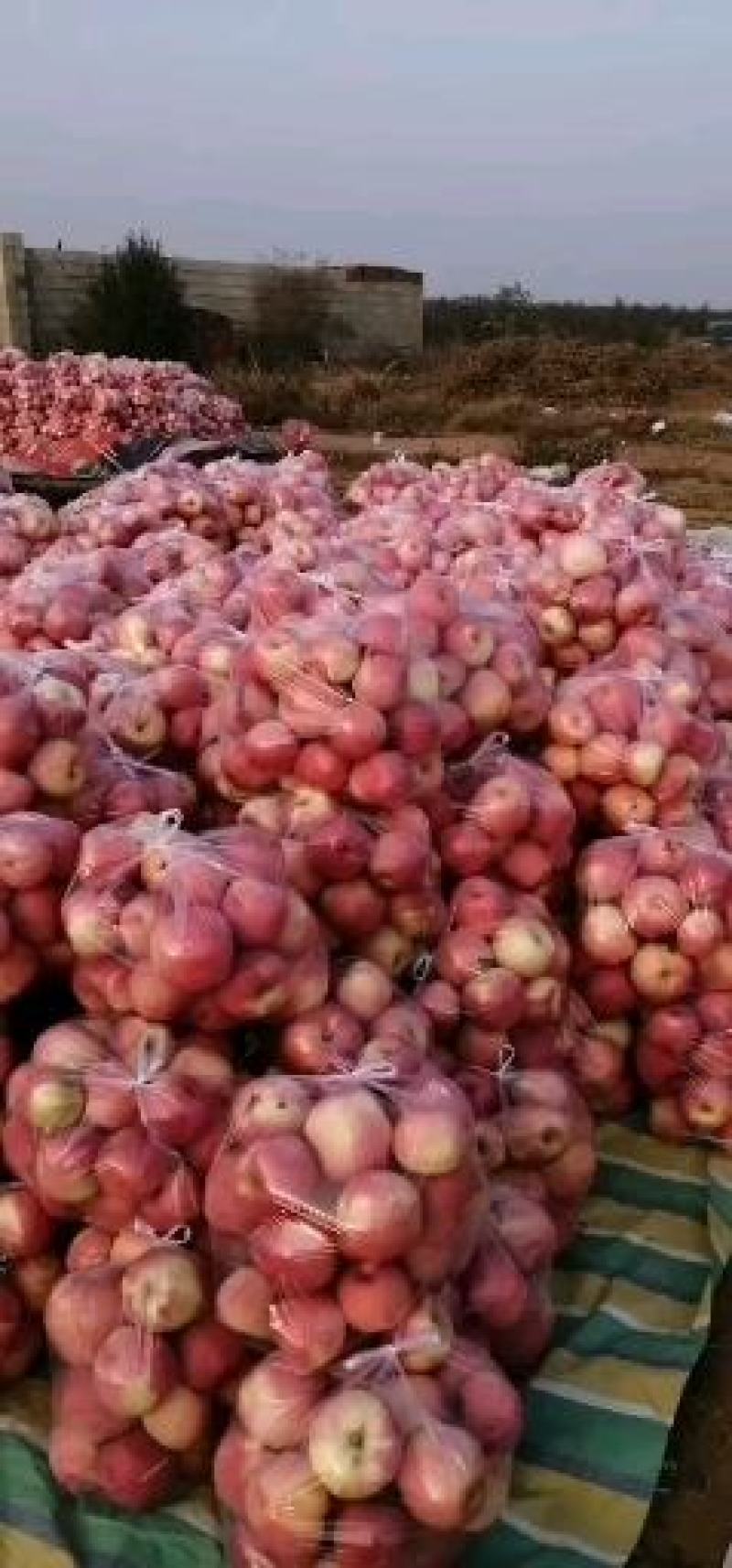寒富爆伤大量现货价格美丽速来抢购吧价格美丽