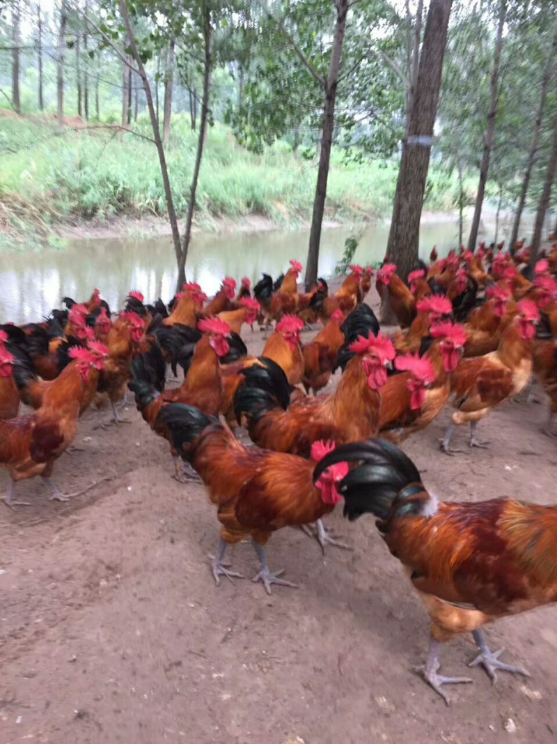 土鸡苗青脚厂家直销包品质疫苗运输路活技术