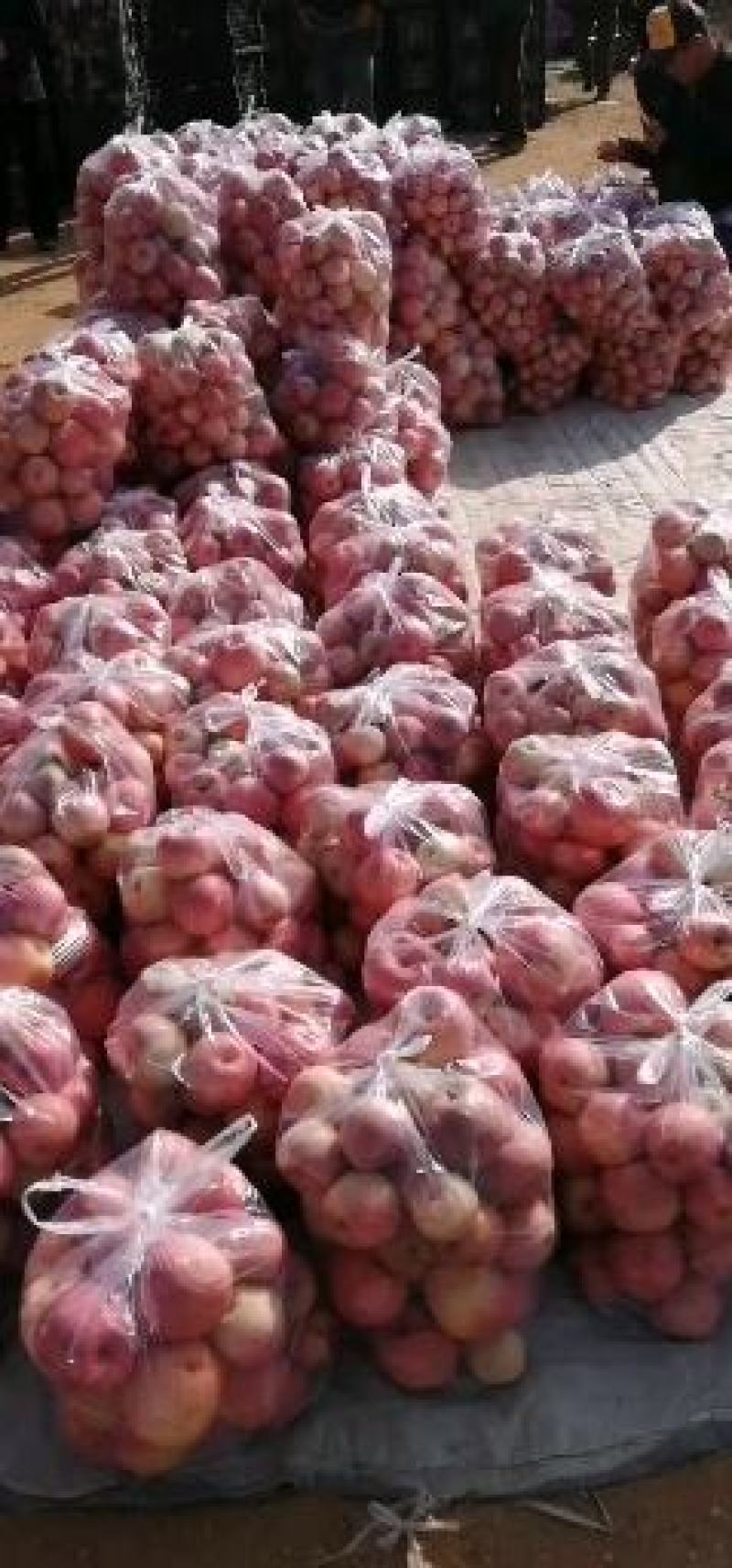 水果批发站运来苹果20吨多少钱