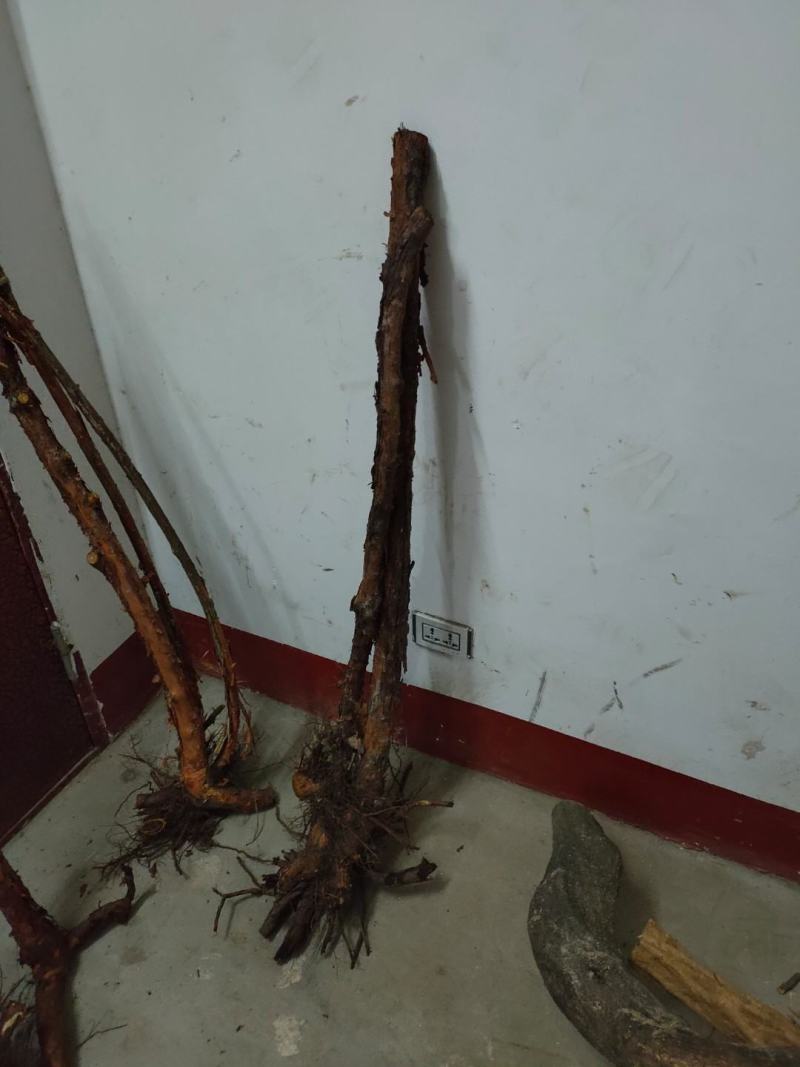 三木香下山桩有需要的朋友一手货源质优价廉联系我