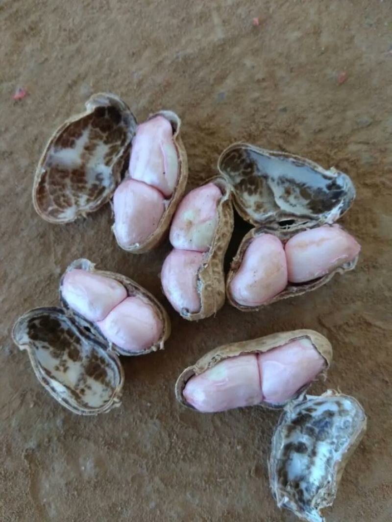 河南鲜花生罗汉果花生，工厂货，市场，电商一手货源