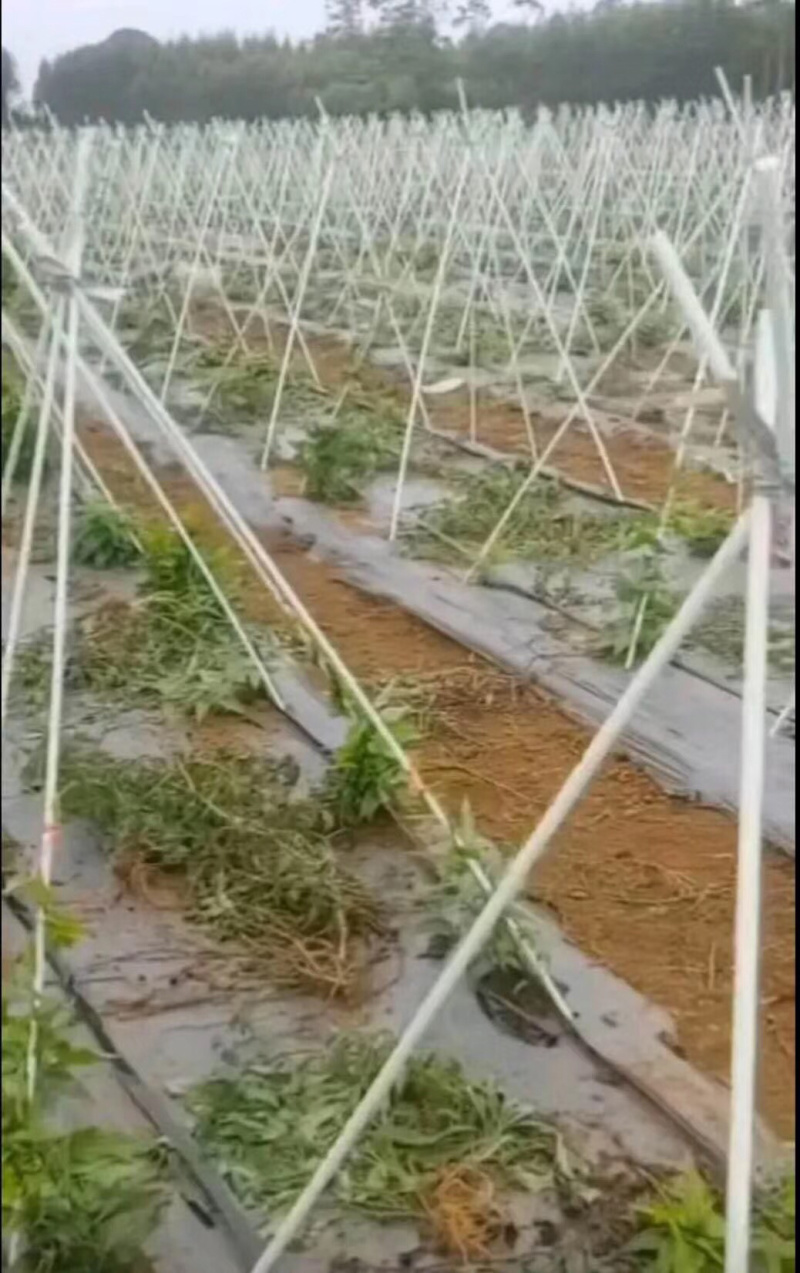 葡萄避雨棚，果苗定值杆，拱棚杆等各种规格定制