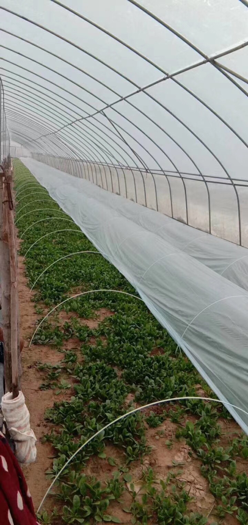 葡萄避雨棚，果苗定值杆，拱棚杆等各种规格定制