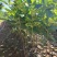 植生菠萝蜜苗一手货源价格漂亮可代接