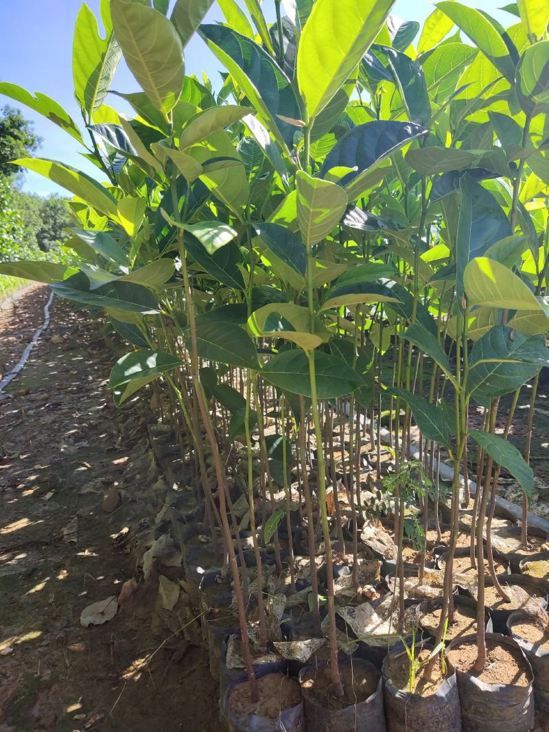 植生菠萝蜜苗一手货源价格漂亮可代接