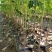 植生菠萝蜜苗一手货源价格漂亮可代接