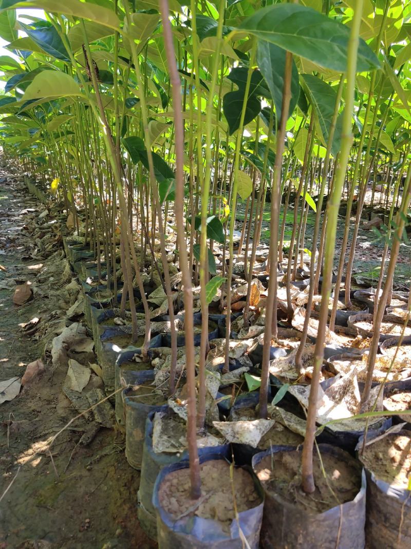 植生菠萝蜜苗一手货源价格漂亮可代接