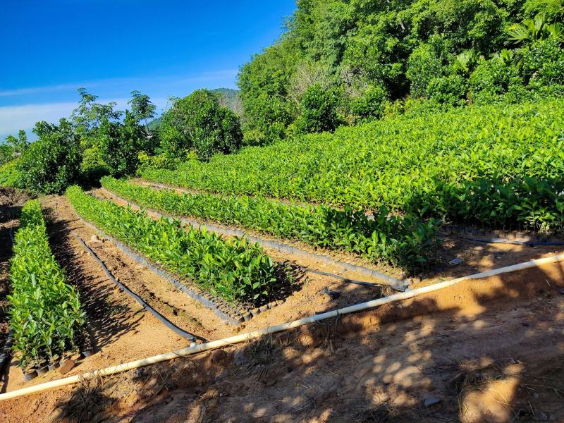 植生菠萝蜜苗一手货源价格漂亮可代接