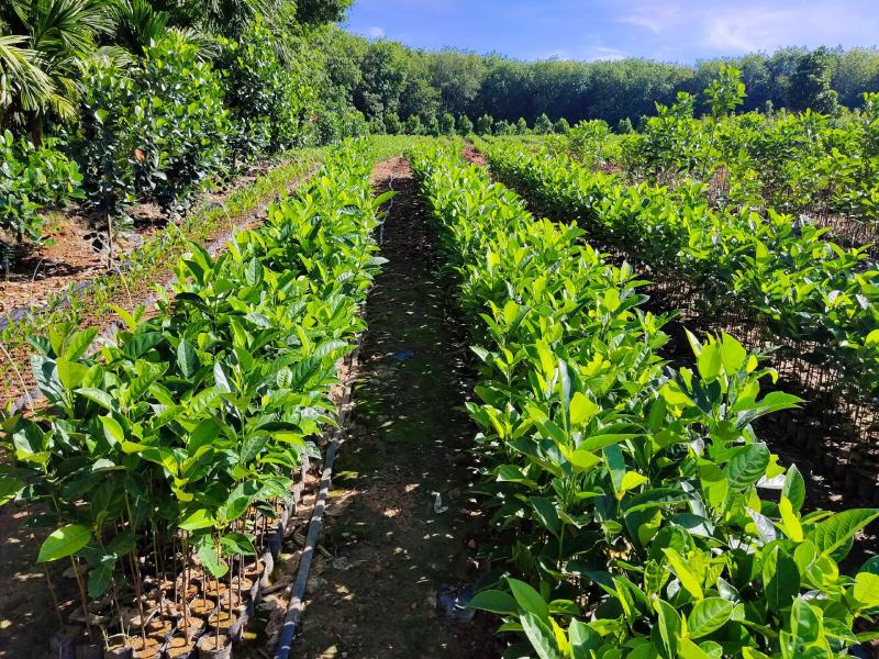 植生菠萝蜜苗一手货源价格漂亮可代接