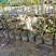 植生菠萝蜜苗一手货源价格漂亮可代接