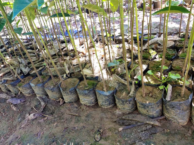 植生菠萝蜜苗一手货源价格漂亮可代接