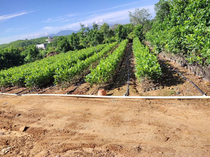 植生菠萝蜜苗一手货源价格漂亮可代接