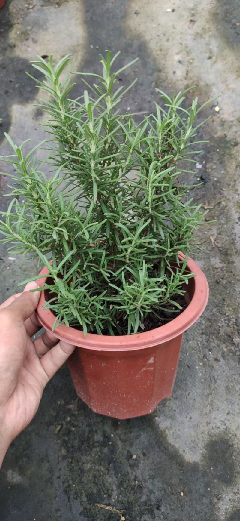 牛排伴侣，迷迭香。可食用可药材
