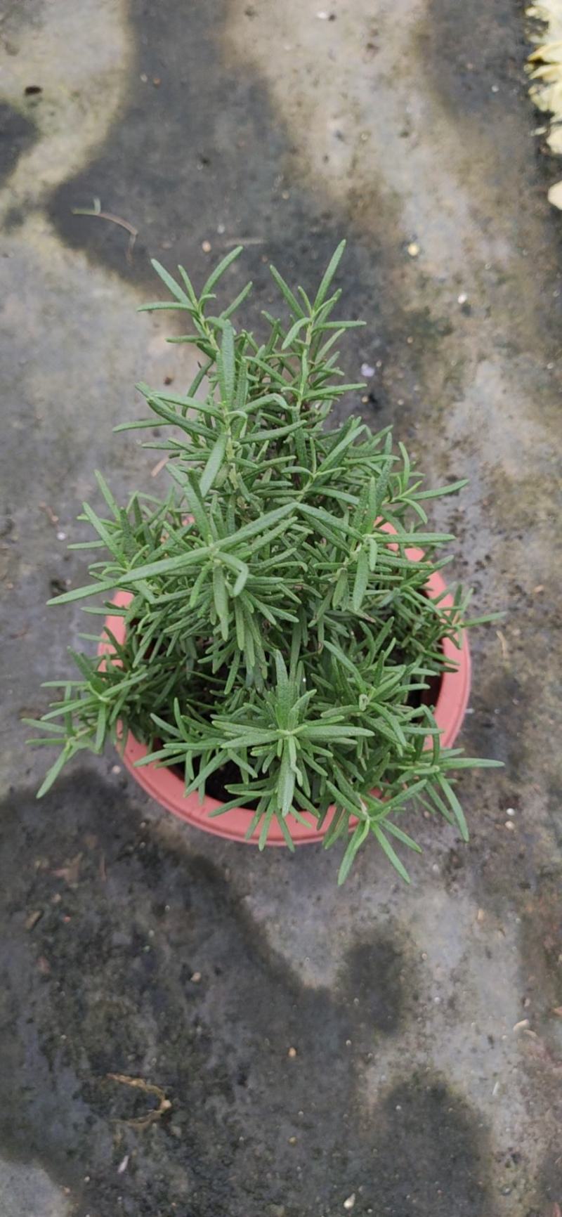 牛排伴侣，迷迭香。可食用可药材