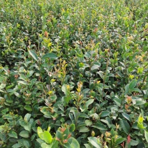 【油茶苗】供应油茶杯苗，裸根苗，规格40-80公分高