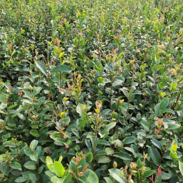 【油茶苗】供应油茶杯苗，裸根苗，规格40-80公分高