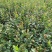 【油茶苗】供应油茶杯苗，裸根苗，规格40-80公分高