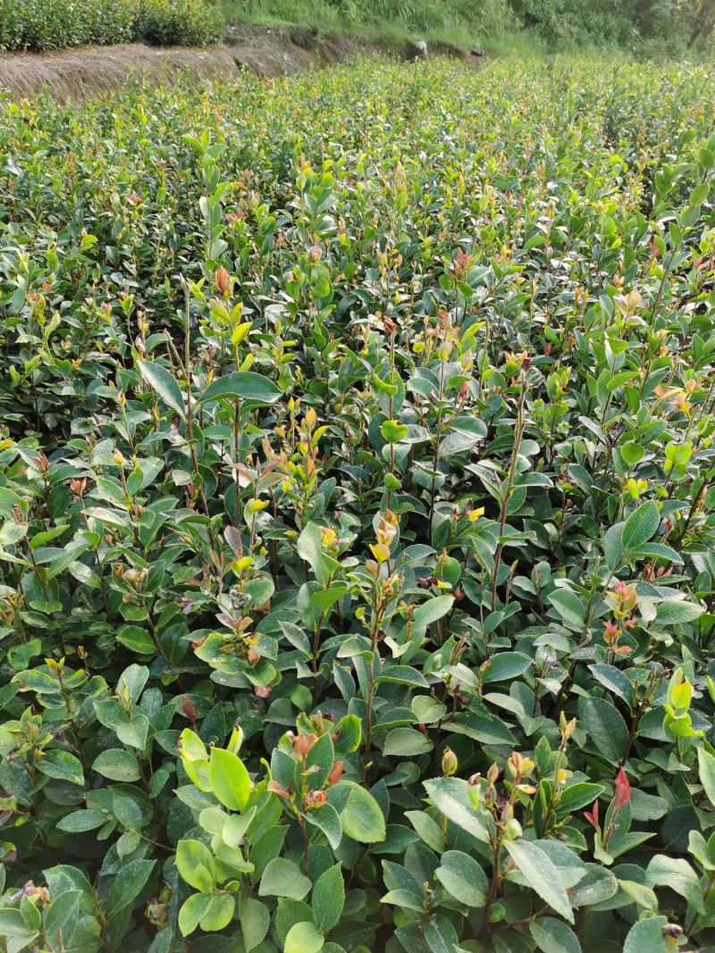 【油茶苗】供应油茶杯苗，裸根苗，规格40-80公分高
