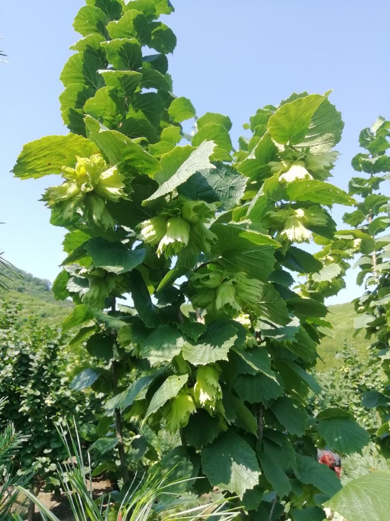 熟榛子包邮铁岭平欧大榛子优选大果香甜原味产地供应偏远除外