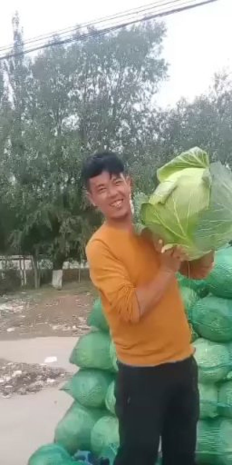 精品大园包菜，加工厂，市场可用