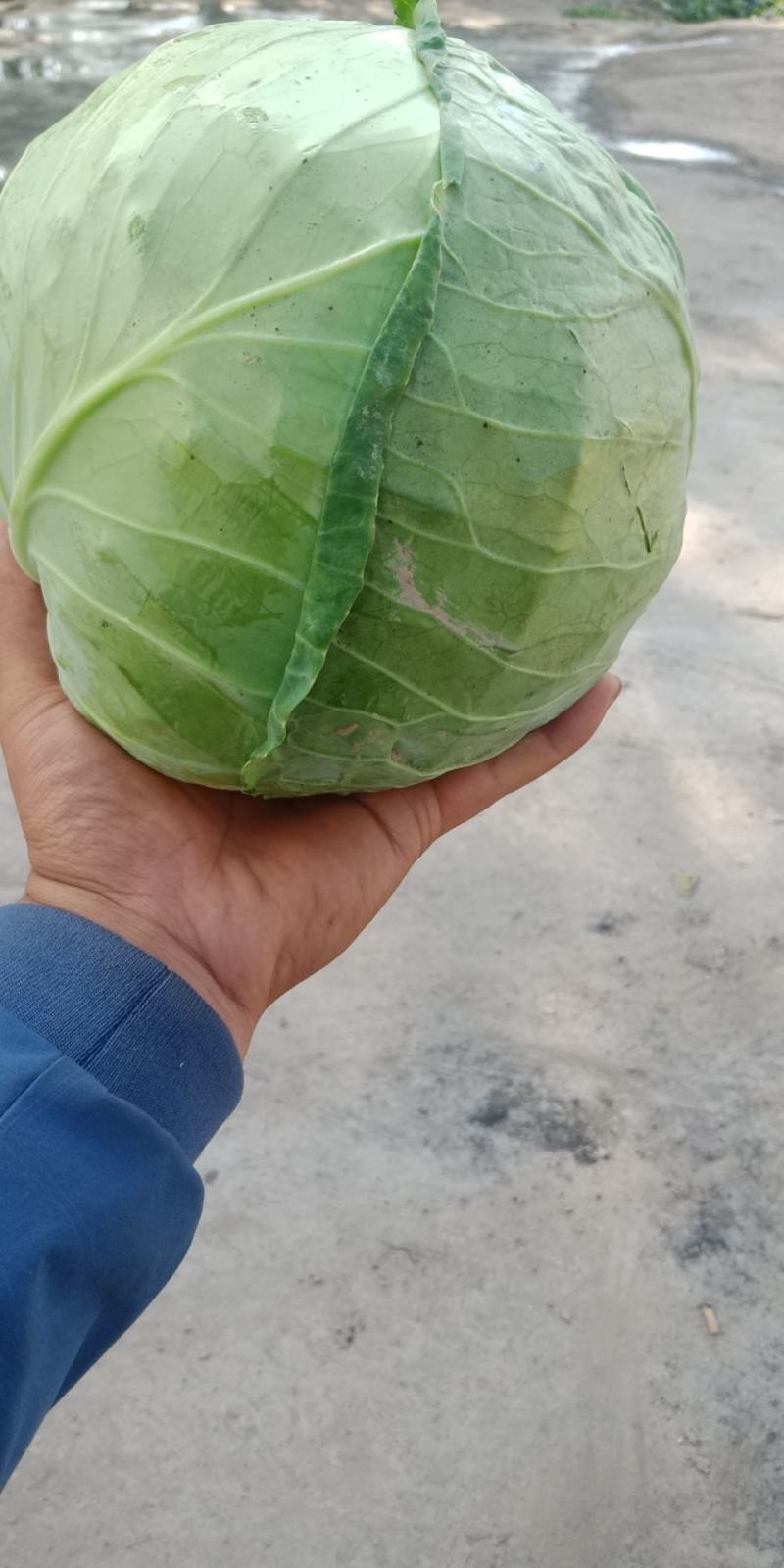 精品大园包菜，加工厂，市场可用