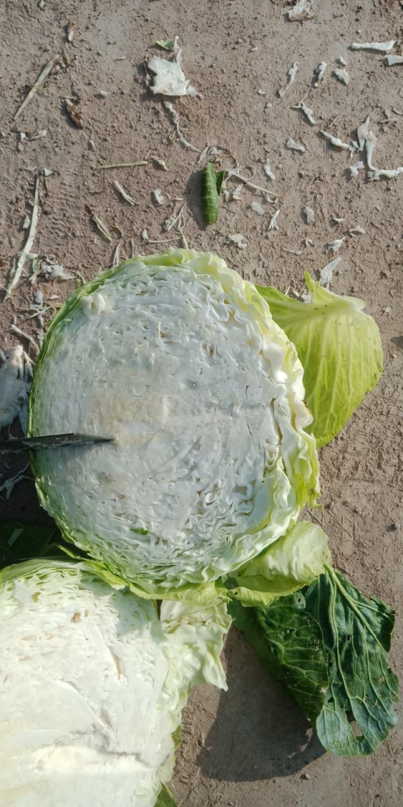 精品大园包菜，加工厂，市场可用