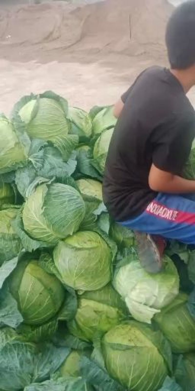 精品大园包菜，加工厂，市场可用