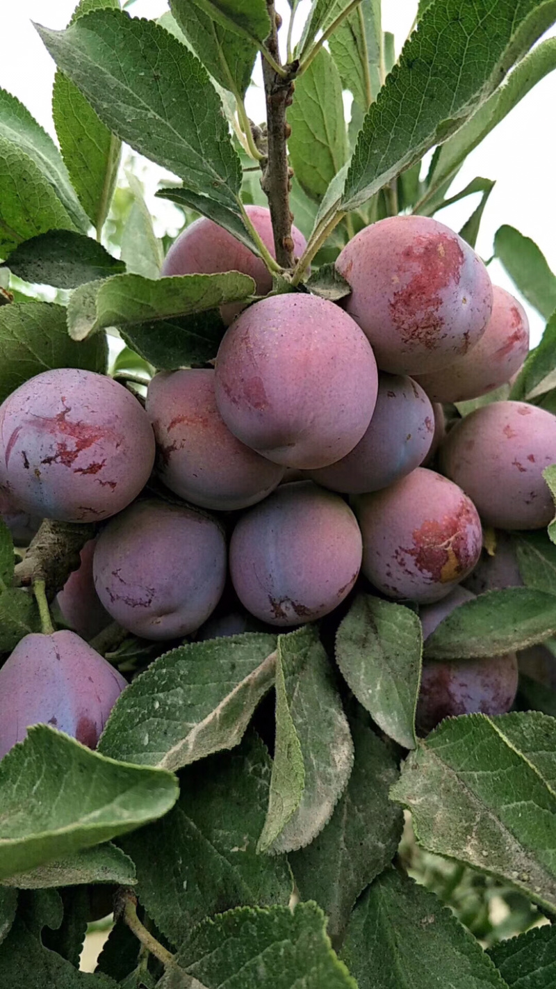 新疆伽师法兰西西梅甜美多汁