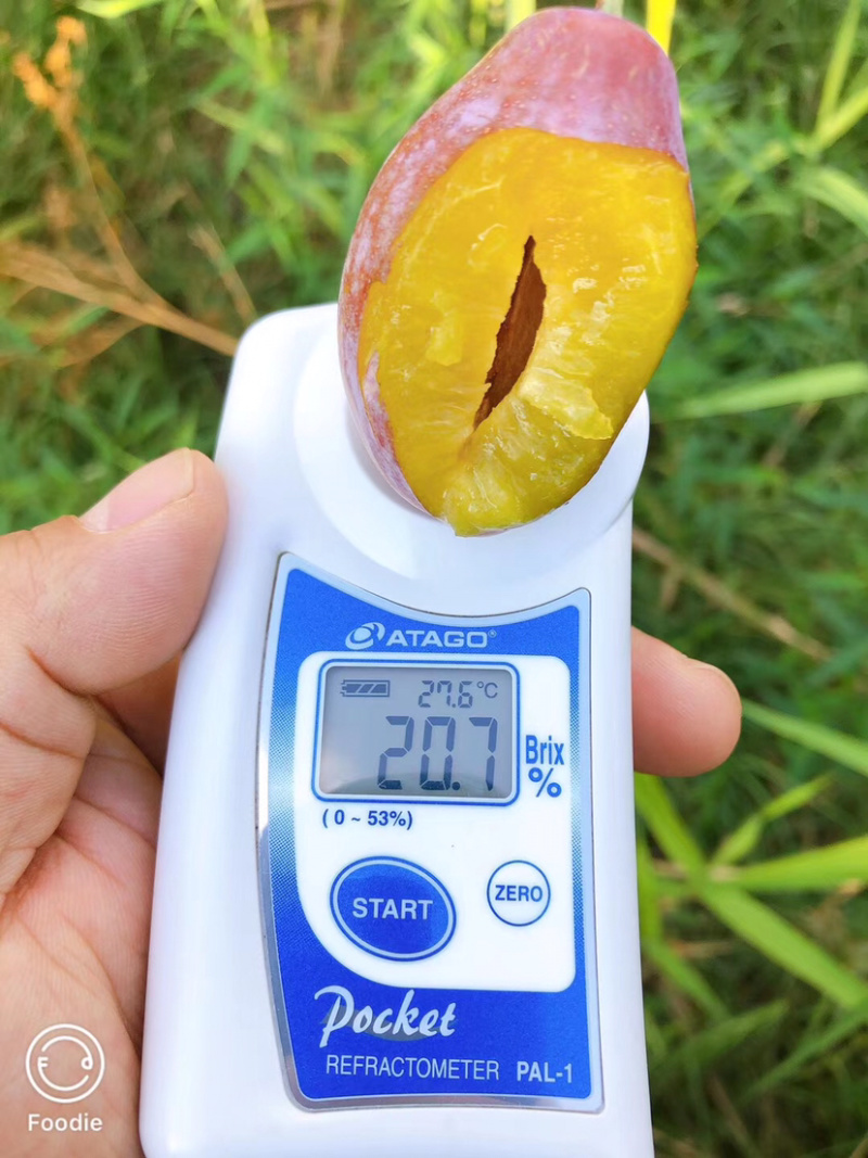 新疆伽师法兰西西梅甜美多汁