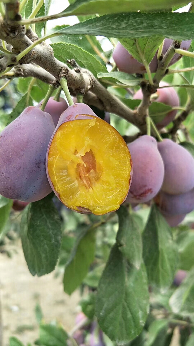新疆伽师法兰西西梅甜美多汁
