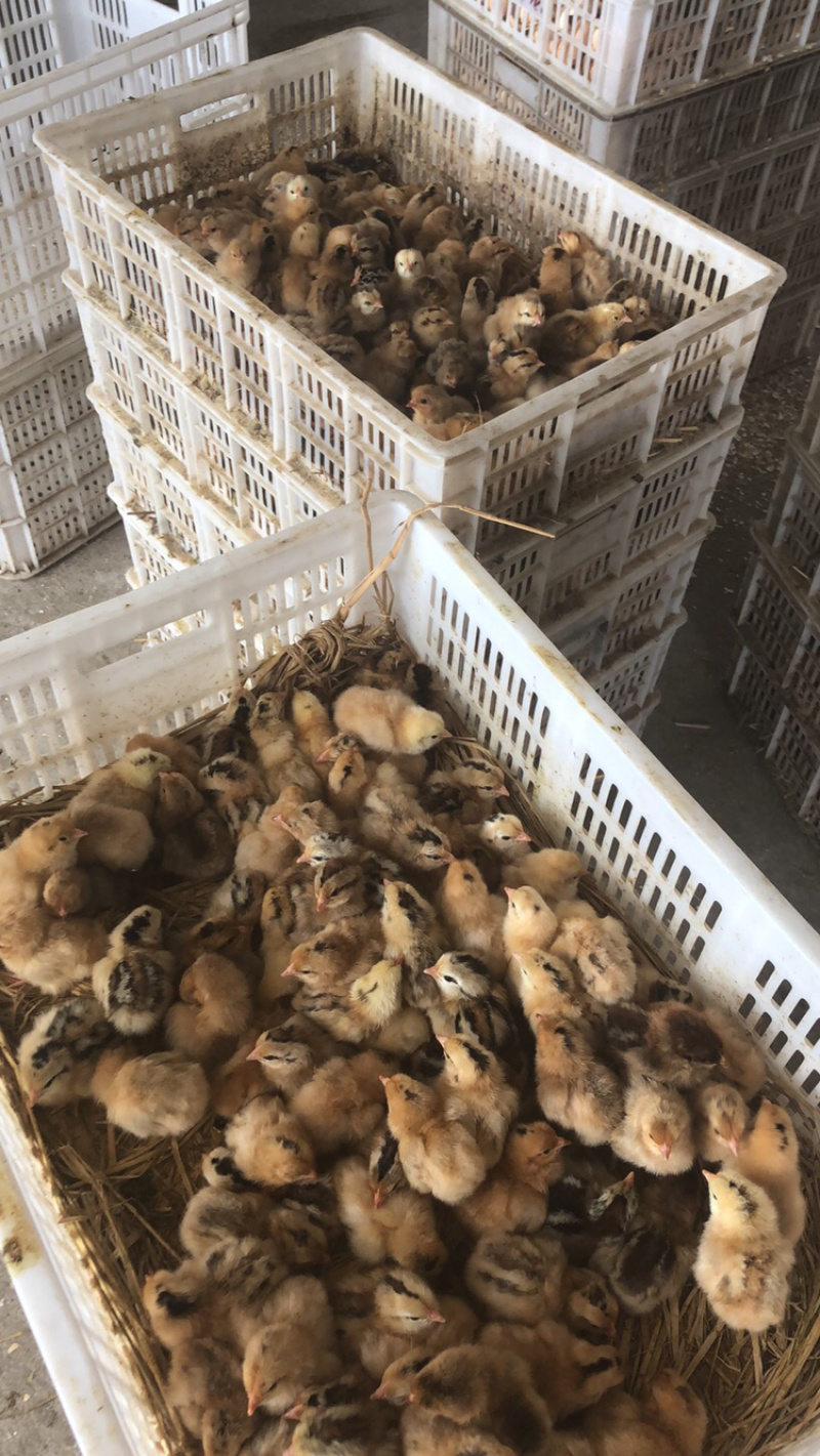 公司常年销售各种鸡鸭鹅苗高价回收成品