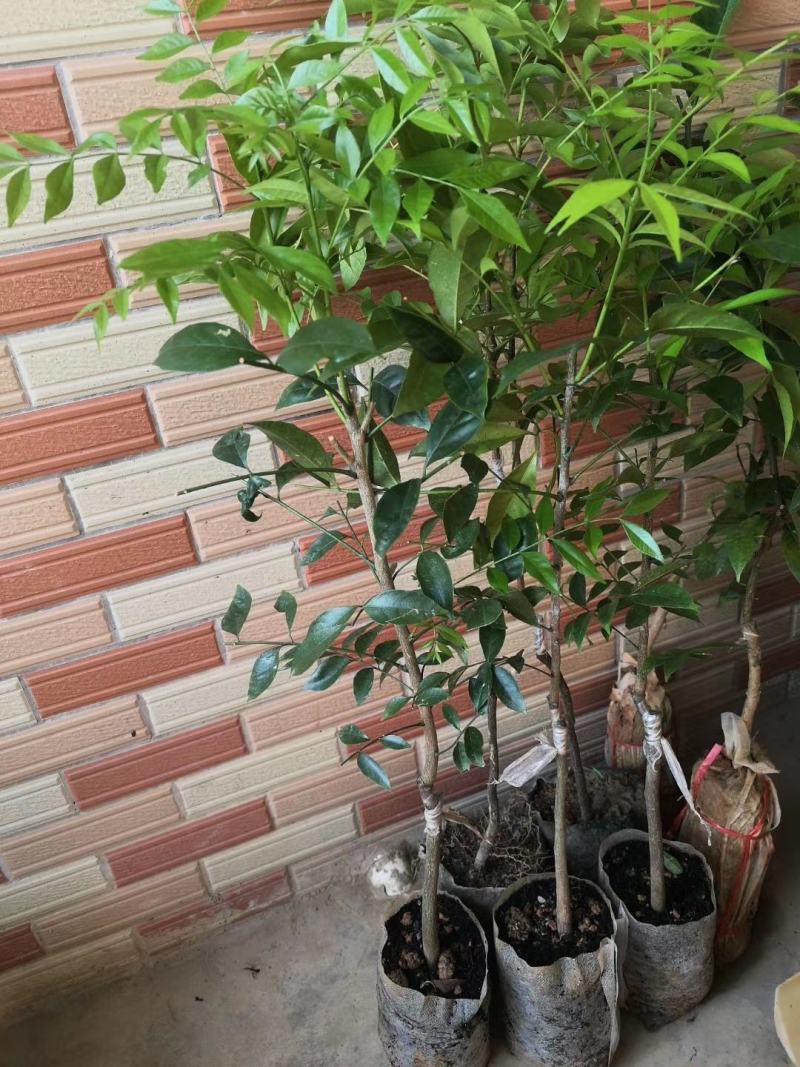 嫁接山黄皮果苗鸡皮果树苗
