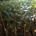 嫁接山黄皮果苗鸡皮果树苗