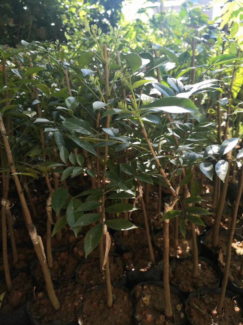 嫁接山黄皮果苗鸡皮果树苗