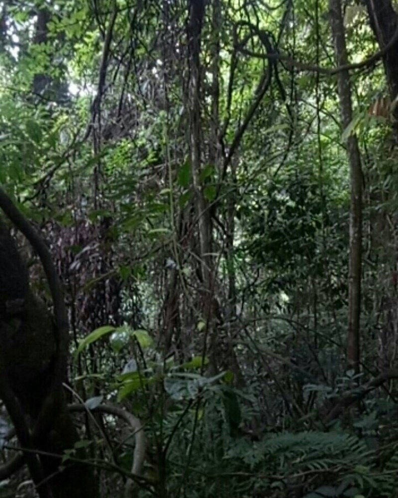 相思藤茶相思叶茶大量上市