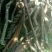 相思藤茶相思叶茶大量上市