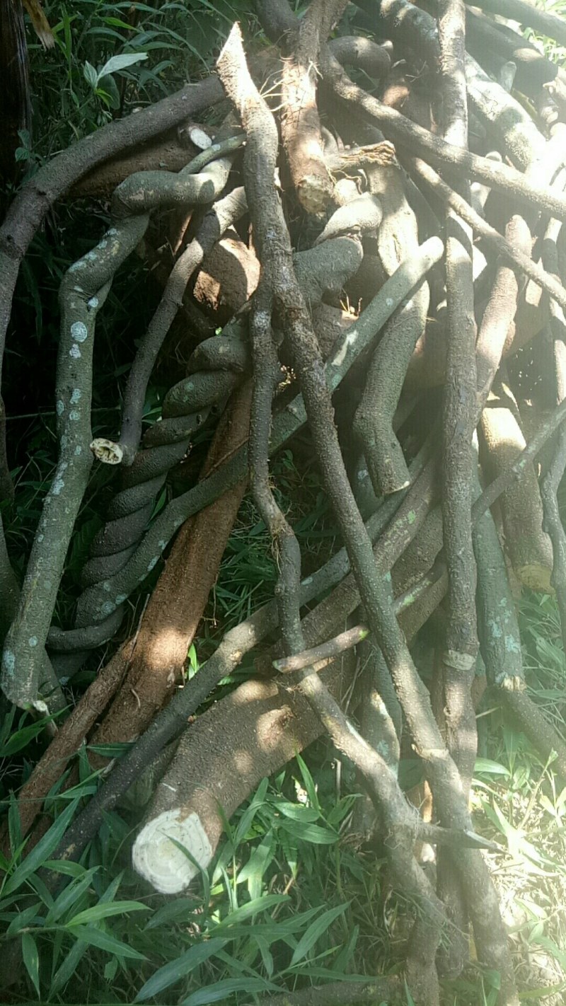 相思藤茶相思叶茶大量上市