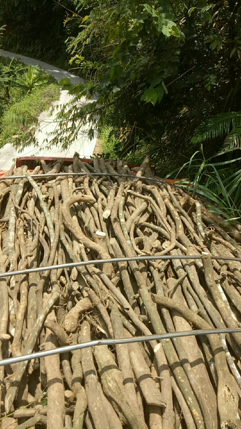 相思藤茶相思叶茶大量上市