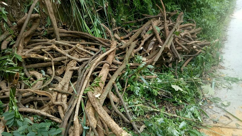 相思藤茶相思叶茶大量上市