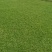 大叶油草，台湾草，马尼拉草