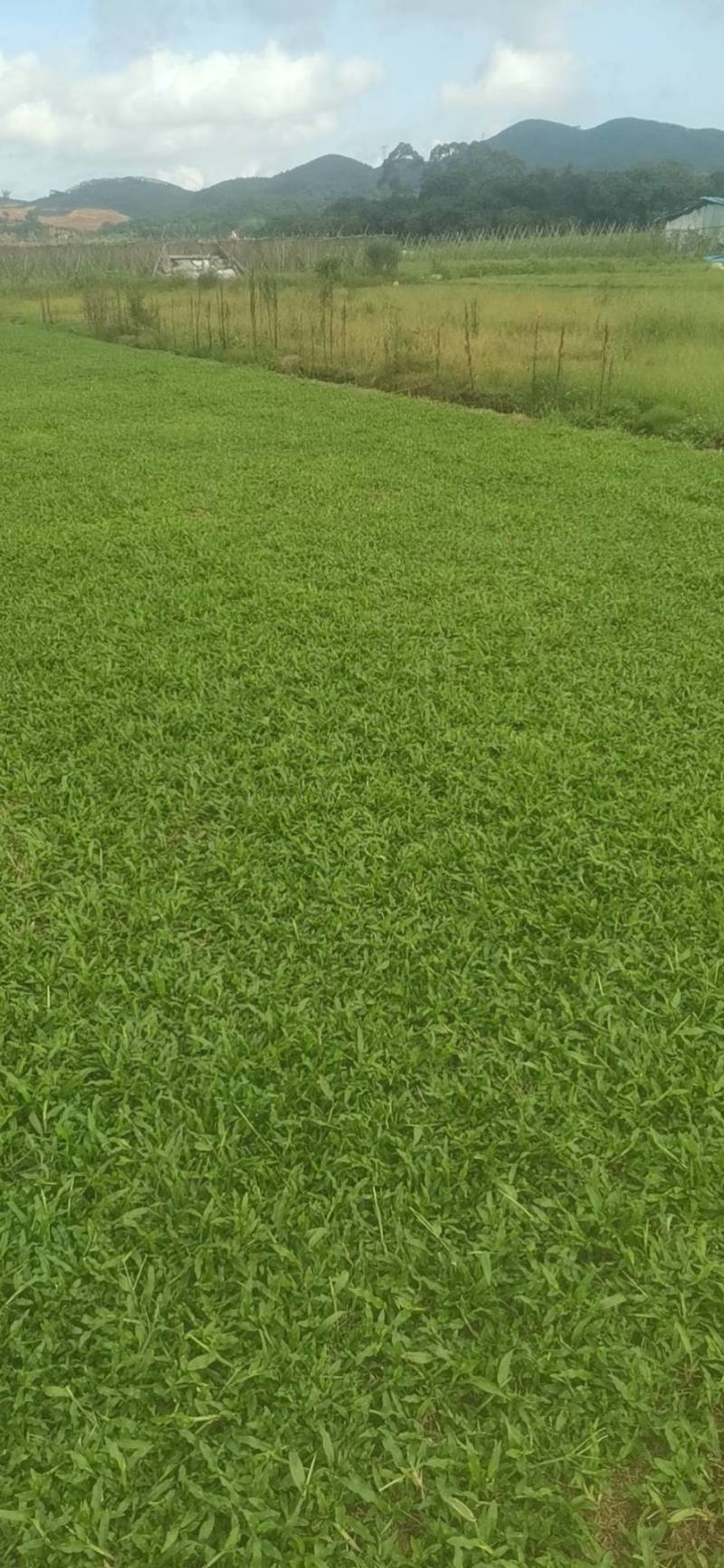 大叶油草，台湾草，马尼拉草
