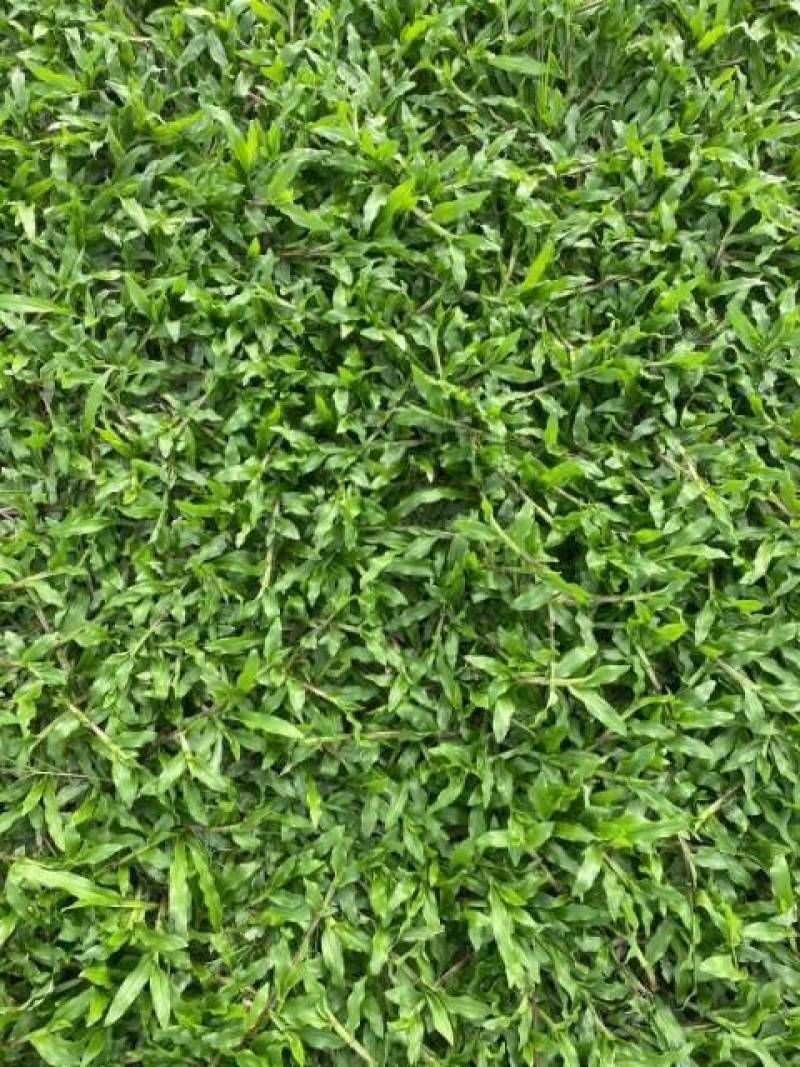 出售各种绿化草坪，大叶油草，台湾草