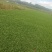 出售各种绿化草坪，大叶油草，台湾草