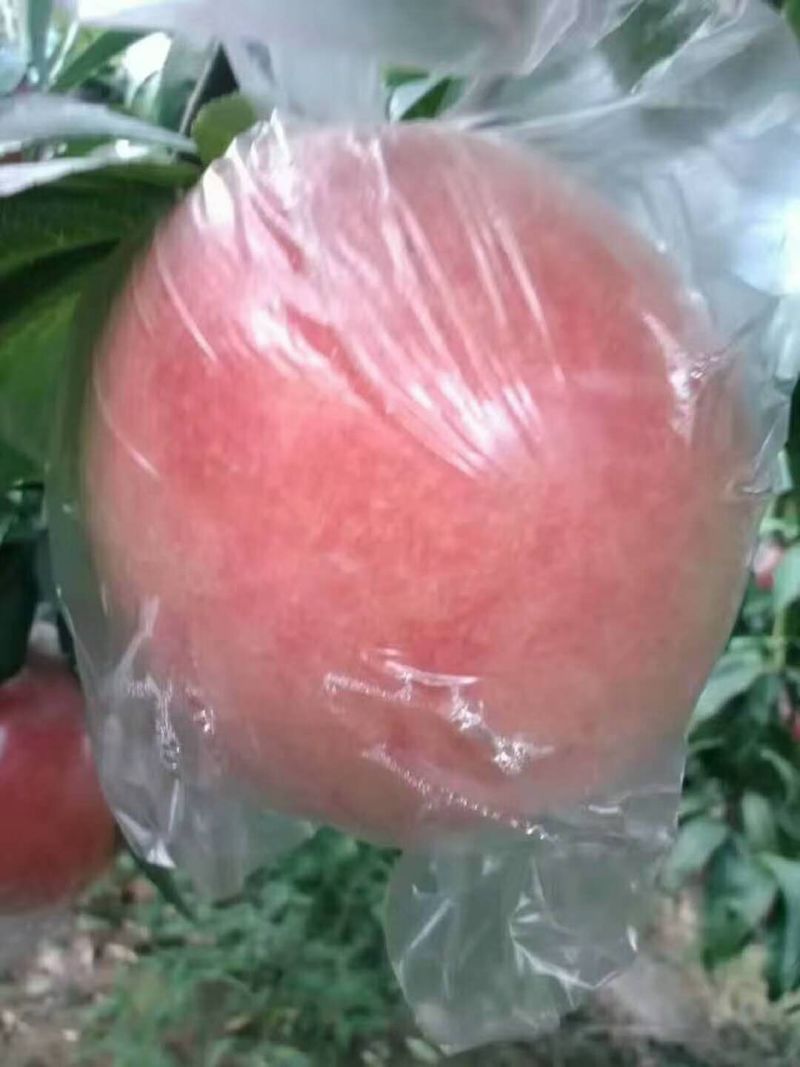 膜袋秦王毛桃供应，秦王毛桃上市，秦王毛桃甜度好，个头大