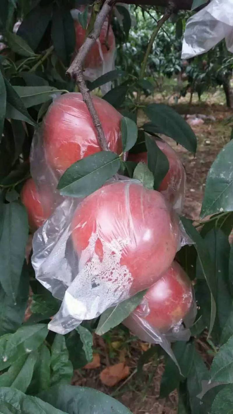 膜袋秦王毛桃供应，秦王毛桃上市，秦王毛桃甜度好，个头大