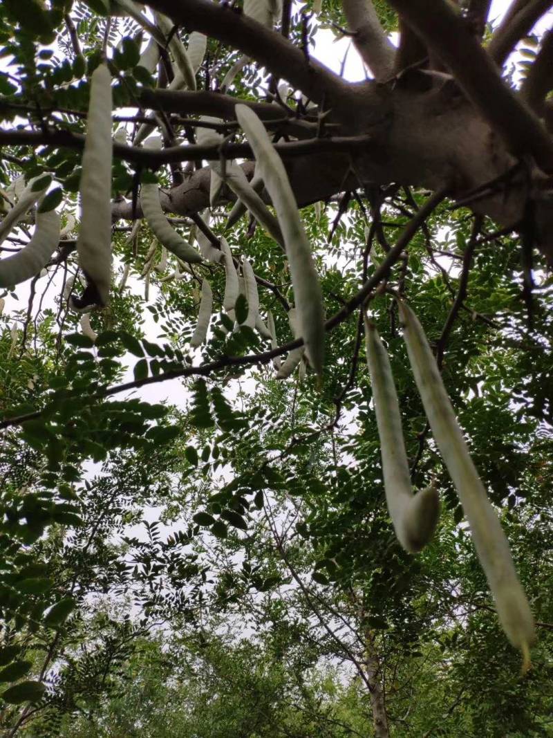 【热销】大刺皂角树苗绿化皂荚树苗盆栽地栽基地现发包技术