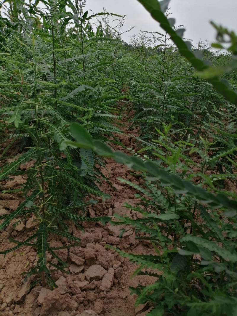 【热销】大刺皂角树苗绿化皂荚树苗盆栽地栽基地现发包技术